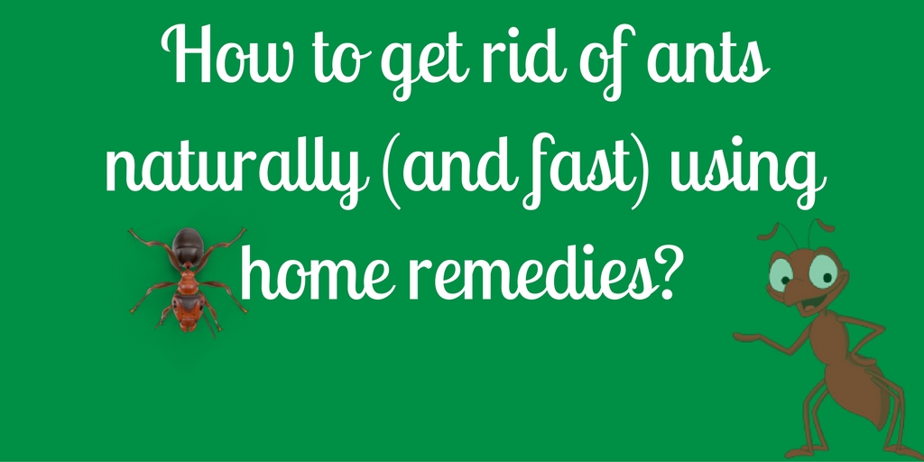 Naturally To Get Rid Of Ants Naturally To Get Rid Of Ants