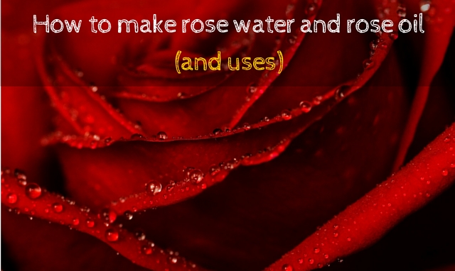 Rose water and rose oil recipe and uses