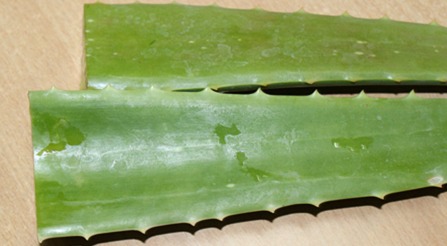 What is Acid Reflux? Causes, Symptoms and Home Remedies 3 aloe-vera