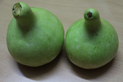 bottle gourd