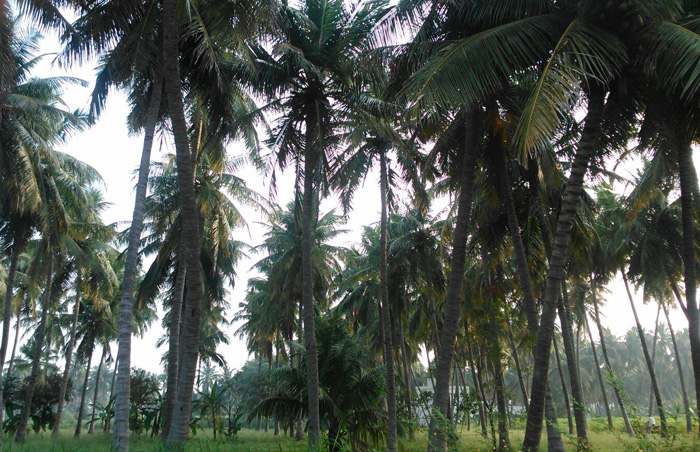 coconut trees