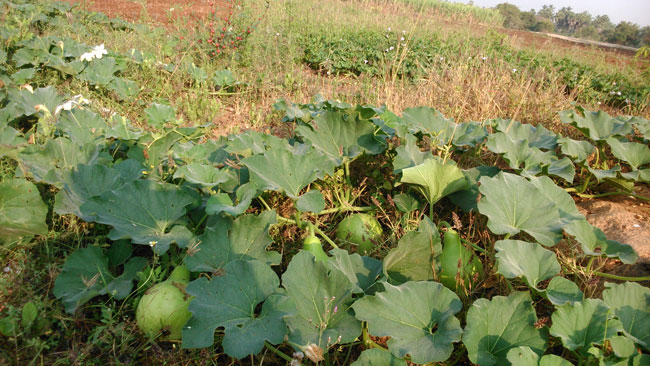 bottle gourd