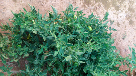 tomato plant