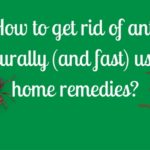 How to get rid of ants naturally (and fast) using home remedies