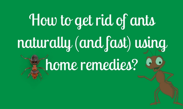 Get rid of ants naturally using these home remedies