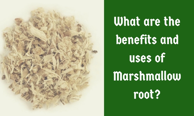 The Benefits and Uses of Marshmallow Root