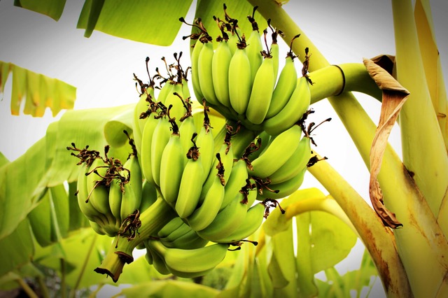 Plantain Plantain