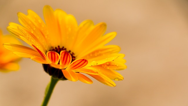 calendula