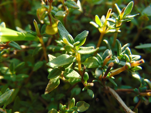 thyme thyme