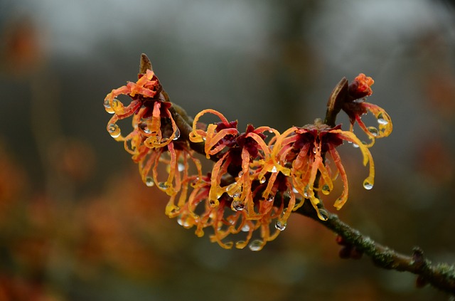 witch hazel