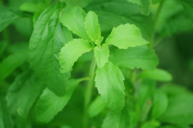 stevia sweeteners