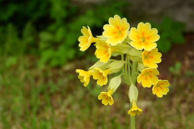 All you need to know about Evening Primrose Oil and its uses