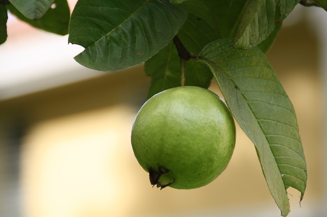 Guava Leaves