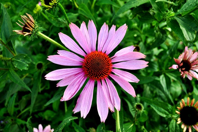 Echinacea