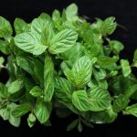 How to use Mint Leaves to improve your skin