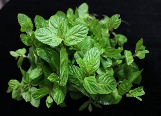 How to use Mint Leaves to improve your skin