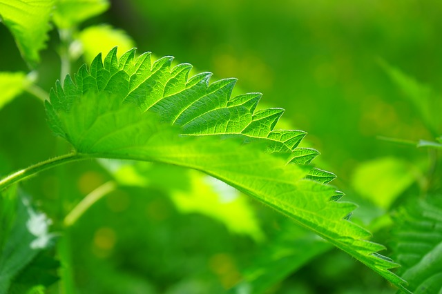 Nettle leaf