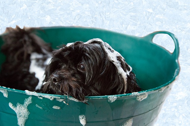How To Clean Indoor Air Naturally? 9 Groom your pets