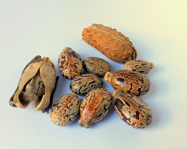 Treating earache with home remedies 9 Castor Oil