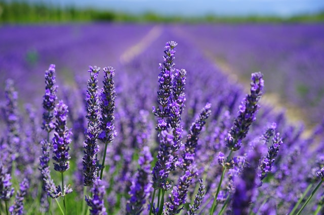 Use lavender 