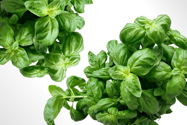 Effective home remedies that can work for mosquito bites 5 Basil