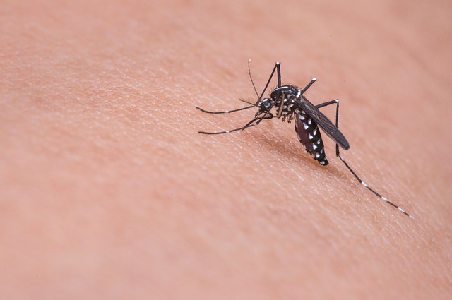 Effective home remedies that can work for mosquito bites 1