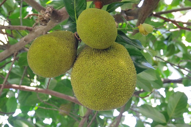 Why should you have breadfruit regularly?