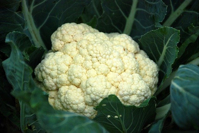 Foods to eat when you're dehydrated 10 Cauliflower